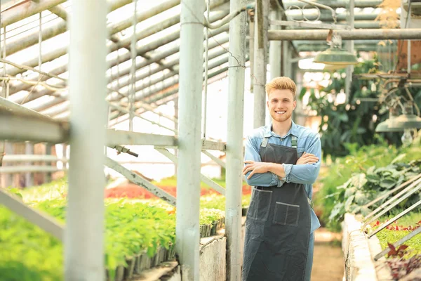 Handsome male gardener in greenhouse — Stock Photo, Image