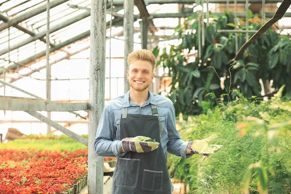 Guapo jardinero masculino en invernadero — Foto de Stock