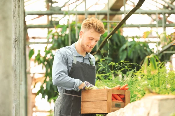 Guapo jardinero masculino trabajando en invernadero — Foto de Stock