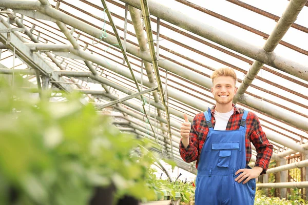 Handsome male gardener showing thumb-up gesture in greenhouse — Stock Photo, Image