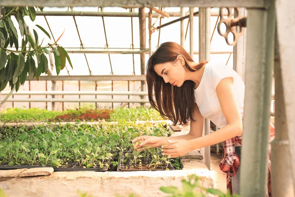 Beautiful female gardener working in greenhouse — Stock Photo, Image