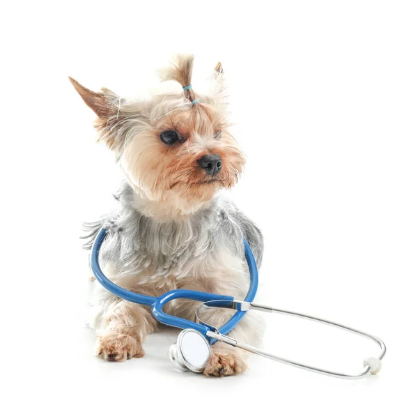 Cão bonito com estetoscópio no fundo branco. Conceito de veterinário visitante — Fotografia de Stock