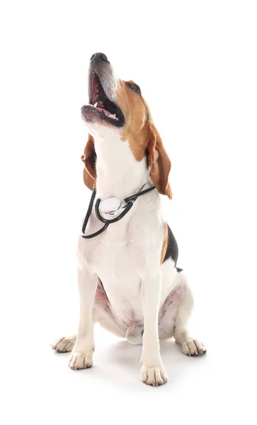 Lindo perro con estetoscopio sobre fondo blanco. Concepto de veterinario visitante — Foto de Stock