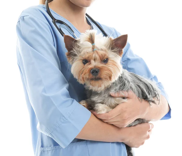 Veterinário com cão bonito no fundo branco — Fotografia de Stock