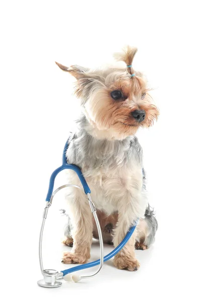Roztomilý pes se stetoskem na bílém pozadí. Koncepce hostujícího veterinárního lékaře — Stock fotografie