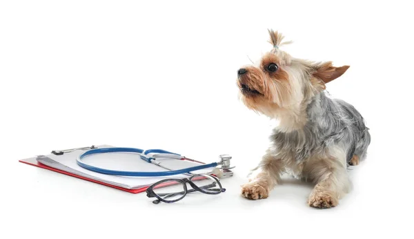 白い背景にかわいい犬、クリップボードと聴診器。獣医訪問の概念 — ストック写真