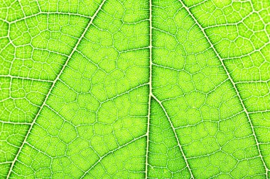 Yeşil yaprak, closeup dokusuna