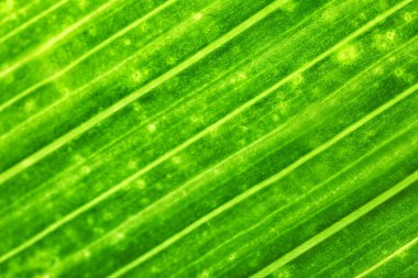 Yeşil yaprak, closeup dokusuna