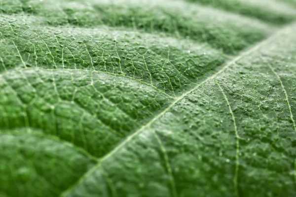 Texture of green leaf, closeup — Stock Photo, Image