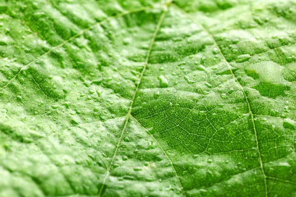 Texture of green leaf, closeup — Stock Photo, Image