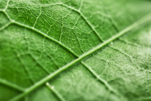 Текстура зеленого листа, крупный план — стоковое фото