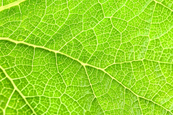 Υφή του πράσινου φύλλου, κοντινό πλάνο — Φωτογραφία Αρχείου