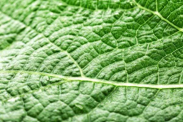 Texture of green leaf, closeup — Stock Photo, Image