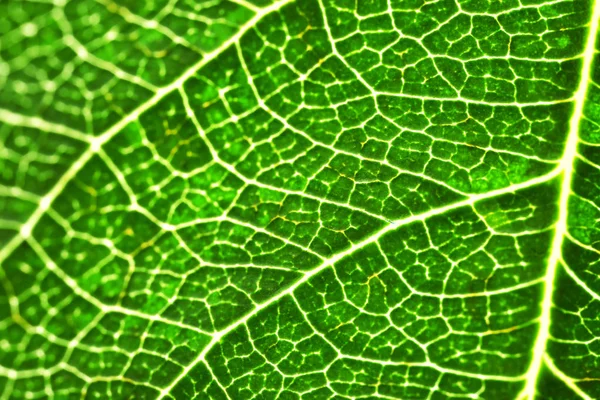 Texture of green leaf, closeup — Stock Photo, Image