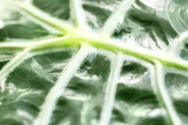 Текстура свежего зеленого листа, крупный план — стоковое фото