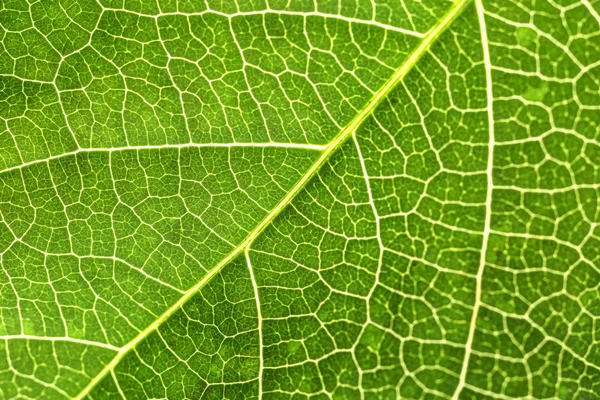 Текстура свежего зеленого листа, крупный план — стоковое фото
