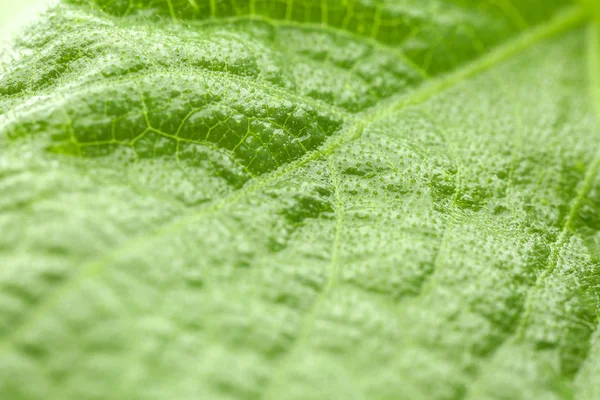 Texture of fresh green leaf, closeup — Stock Photo, Image