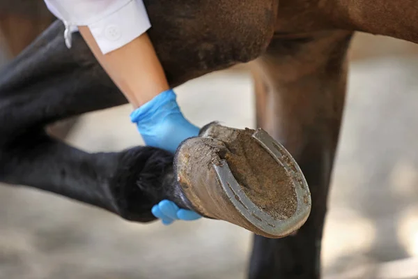 Veterinário examinando cavalo na fazenda, close-up — Fotografia de Stock