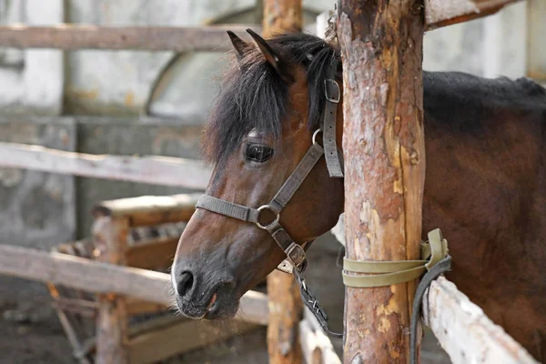 Cute horse in paddock on farm — Stock Photo, Image