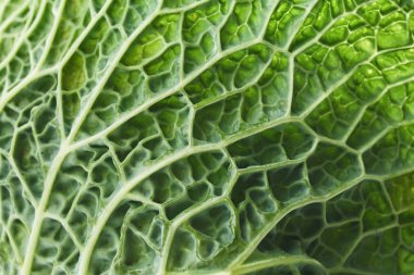 Taze lahana dokusu, closeup