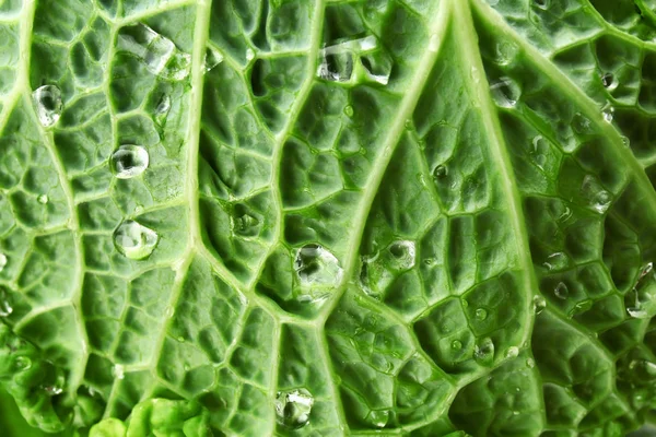 Texture of fresh cabbage, closeup — Stock Photo, Image