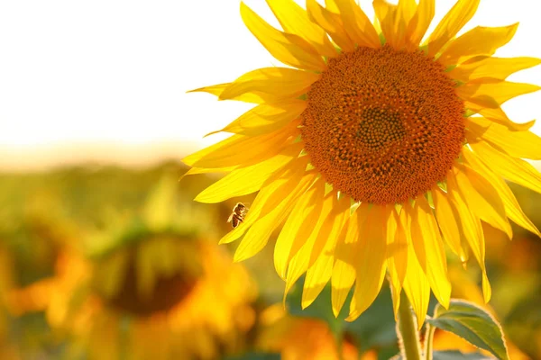 Nádherná kvetoucí slunečnice v terénu, uzavřena — Stock fotografie