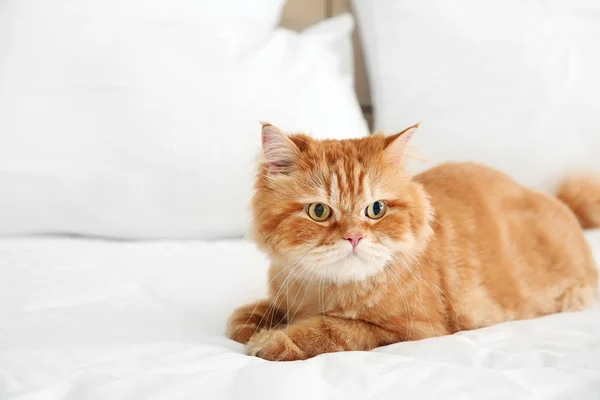 Cute Persian cat lying on bed at home — Stock Photo, Image