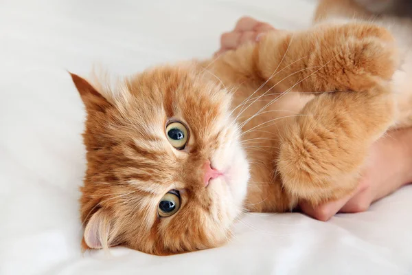 Proprietário brincando com gato bonito em casa — Fotografia de Stock