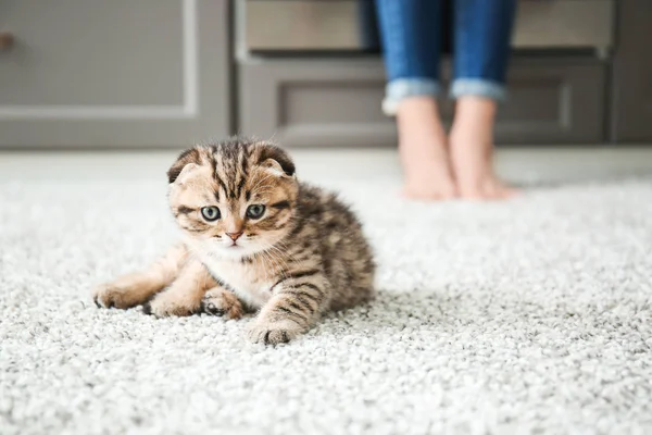 Cute mały kotek w domu — Zdjęcie stockowe