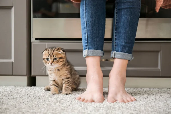 Cute little kitten with owner at home — Stock Photo, Image