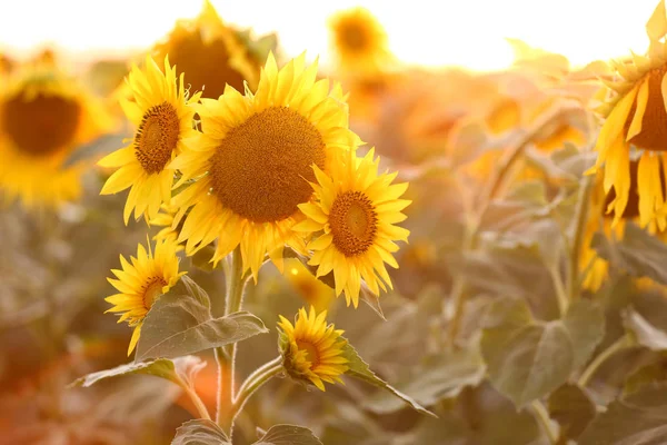 Yaz gününde güzel ayçiçeği tarlası