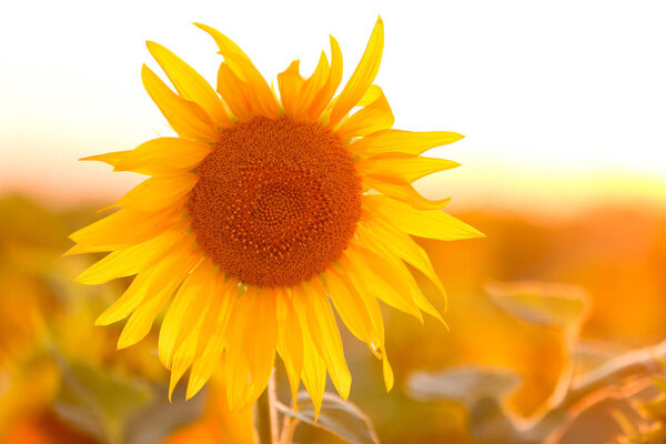 Beautiful blooming sunflower in field