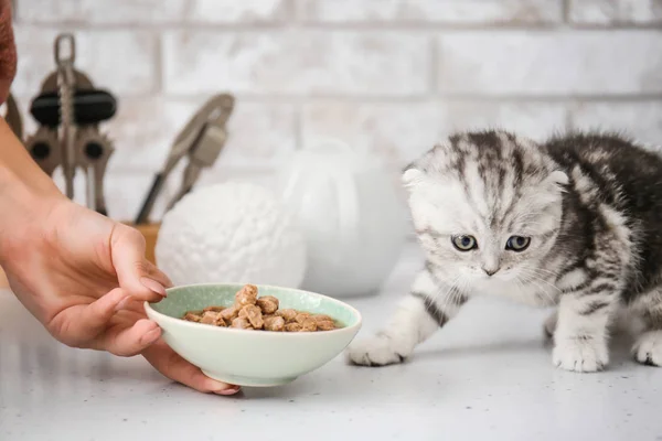 Young woman feeding cute little kitten in kitchen — Stock Photo, Image