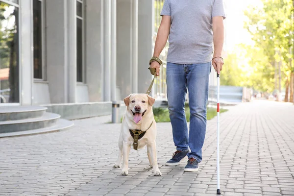 Τυφλός ώριμος άνθρωπος με σκύλος οδηγός σε εξωτερικούς χώρους — Φωτογραφία Αρχείου