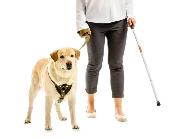 Young blind woman with guide dog on white background — Stock Photo, Image