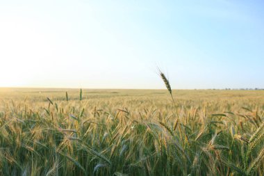Yaz gününde genç çavdar tarlası