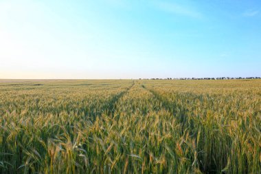 Yaz gününde genç çavdar tarlası