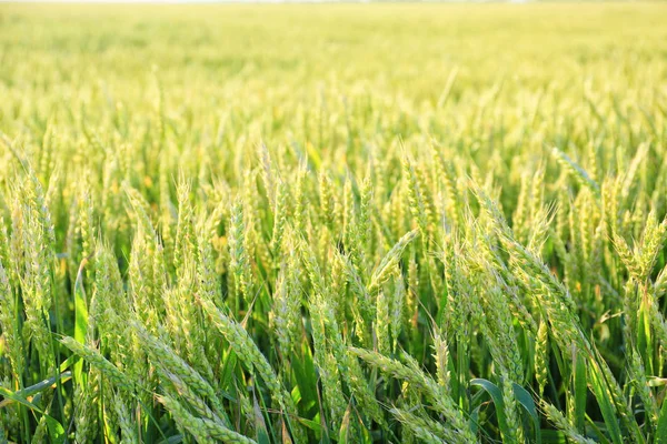 Spikelets op tarwe veld op zomerdag — Stockfoto