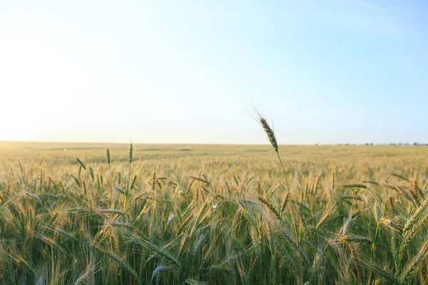 Yaz gününde genç çavdar tarlası