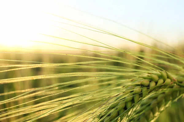 Spikelets on rye field, closeup — Stock Photo, Image