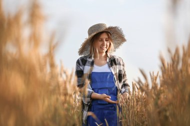 Güneşli günde tarlada çiftçi
