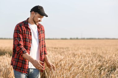 Güneşli günde tarlada çiftçi