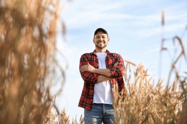 Güneşli günde tarlada çiftçi