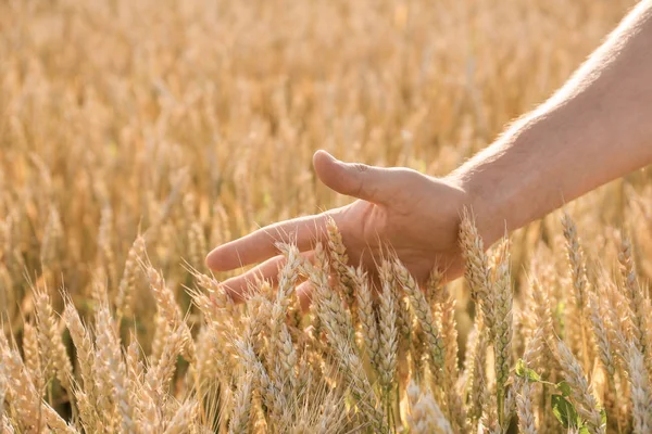 Farmer touching wheat in field on sunny day — Stock Photo, Image