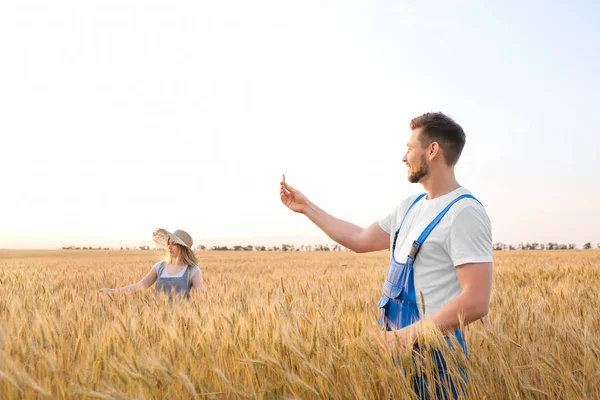 Farmers in field on sunny day — Stock Photo, Image