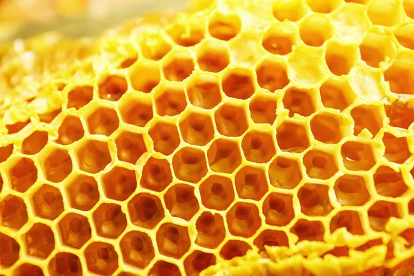 Textura de favos de mel frescos, close-up — Fotografia de Stock