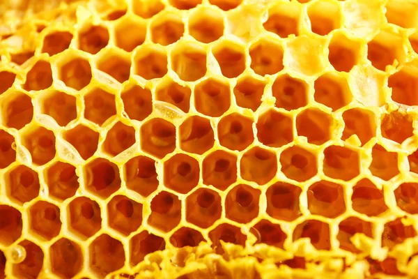 Taze petek dokusu, closeup