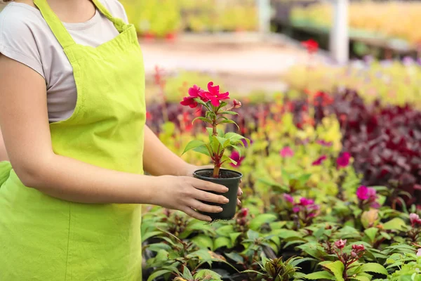 Female gardener working in greenhouse