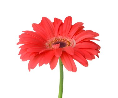 Beyaz arka planda güzel Gerbera çiçeği