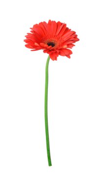 Beyaz arka planda güzel Gerbera çiçeği